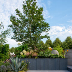 Tree in a garden